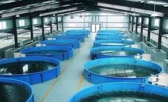 我们要养鱼,我们也要环保 一文秒懂 工厂化水产养殖系统